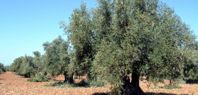 Vidabol olivos centenarios oleo 5267