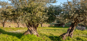 Portugal oleachain olivo trad oleo 5024