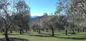 Castillocanena oliva biferoliva oleo