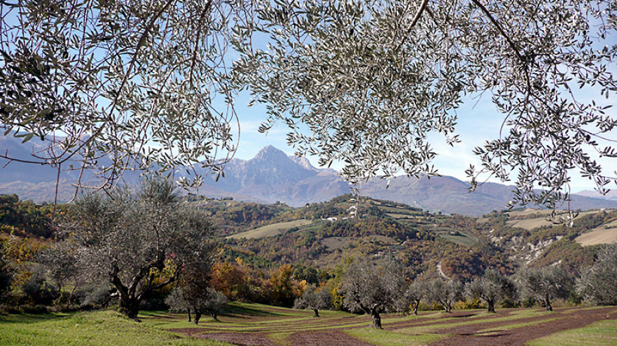 Italia olivares montaña oloe 080922
