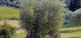 Olivos toscana alefolsom oleo220523
