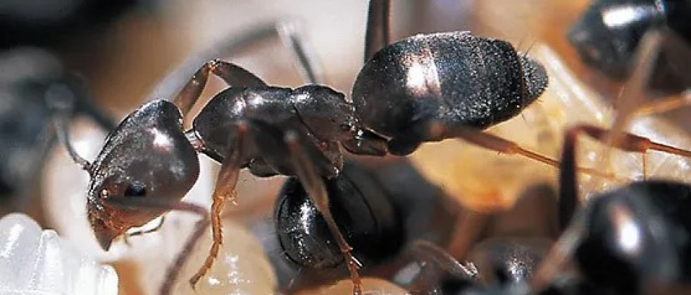 Hormigas plagas polillas olivar ugr oleo141123