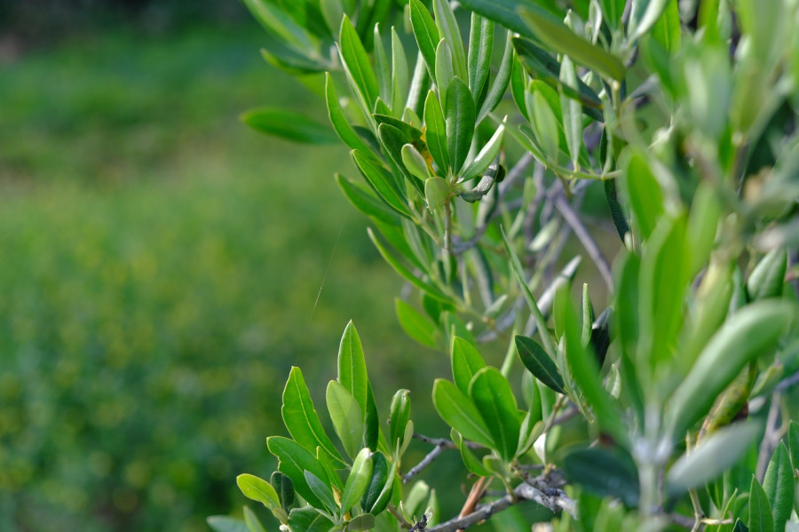 Hoja olivo silicio aceite de oliva oleo301123