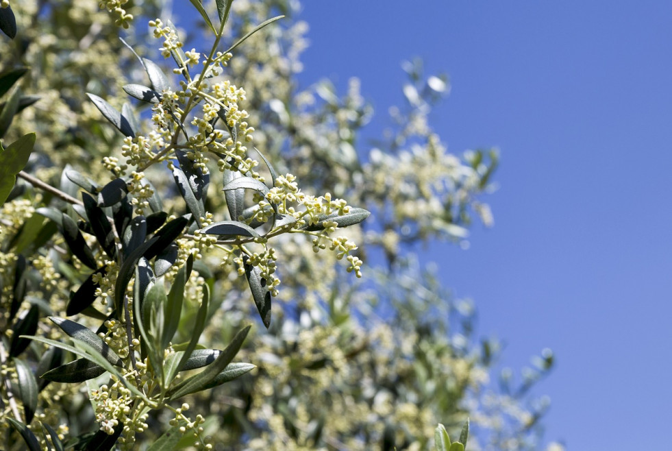 Flor olivo mbg csic oliveiras oleo070524