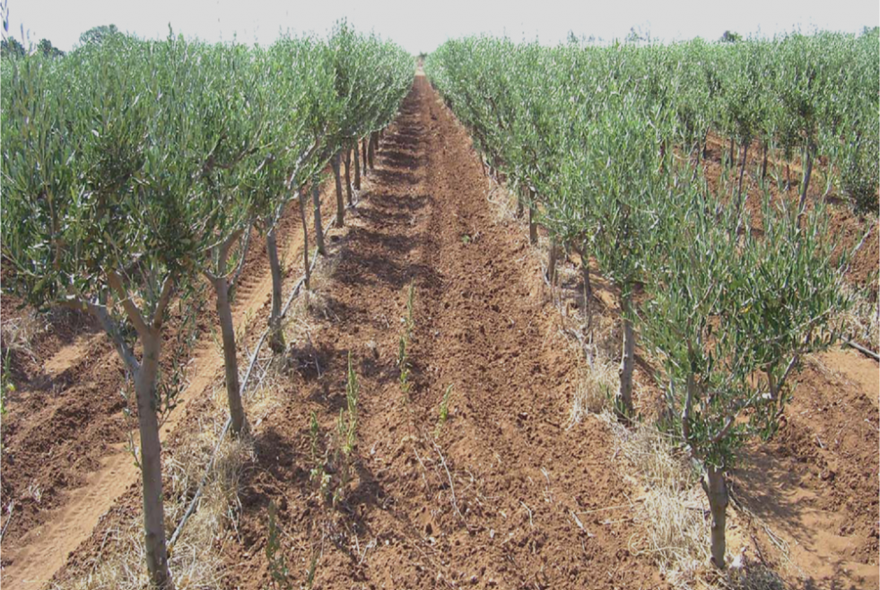 Argelia plantacion olivos ITAF196 oleo100524