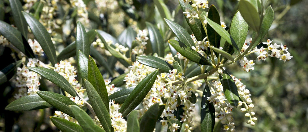 Olive flor do cazorla mayo oleo210524