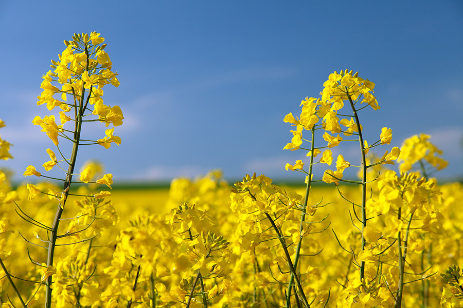 Biofuels al desmed oleo 5344