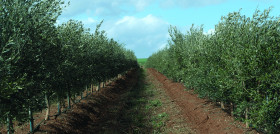 Agromillora edify oleo 5333