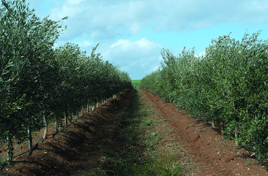 Agromillora edify oleo 5333