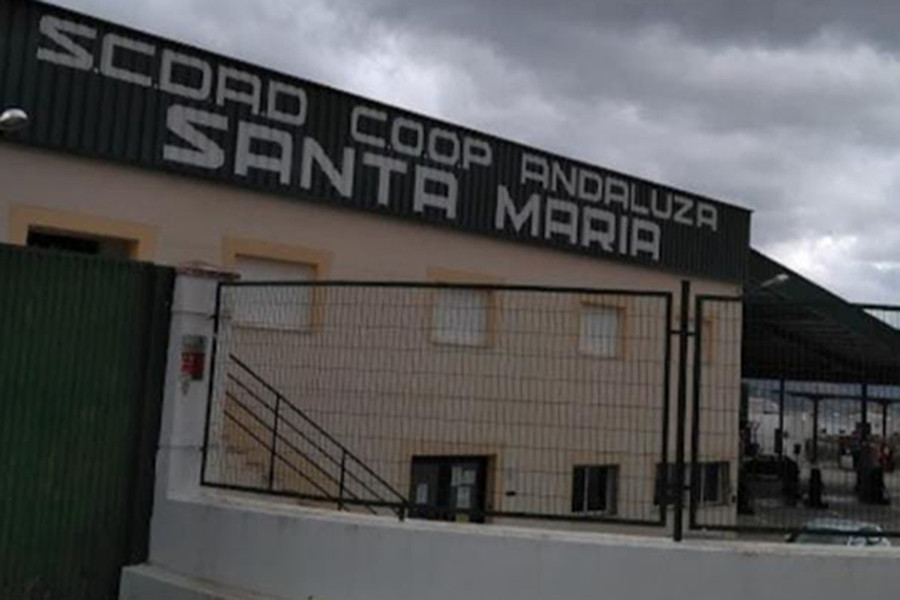 Scasmpegalajar grupo interoleo oleo 5324