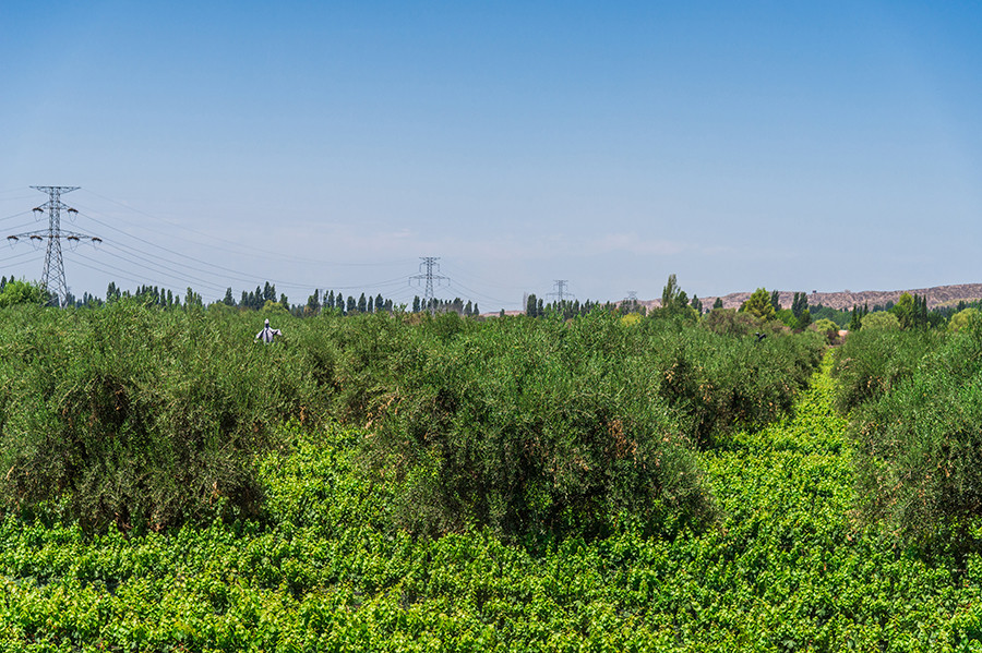 Mendoza argentina ig aove oloe 5310