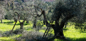 Consejos poda olivo raif oleo 5317