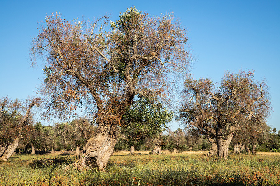 Xylella life portugal italia oleo 5308