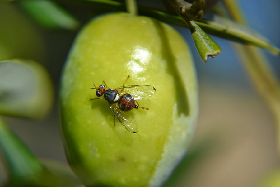 Mosca olivo do sierra magina oleo 5308