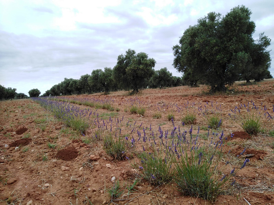Lavanda olivares carabana oleo 5296