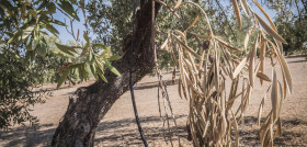 Xylella fastidiosa olivar lainco oleo 5267