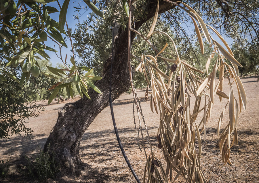 Xylella fastidiosa olivar lainco oleo 5267