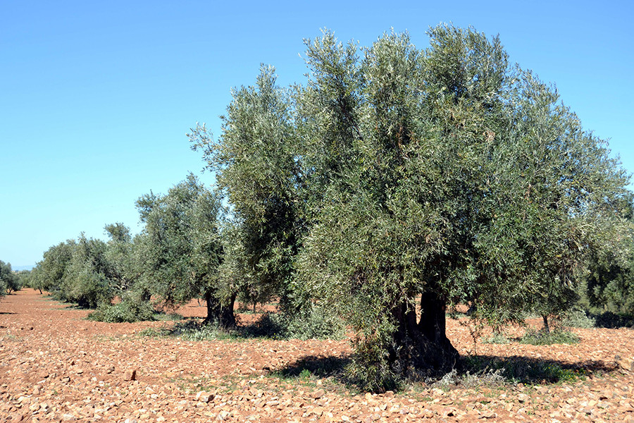Vidabol olivos centenarios oleo 5267