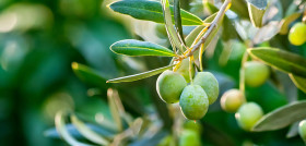 Uco estudio antracnosis  olivo oleo 5245