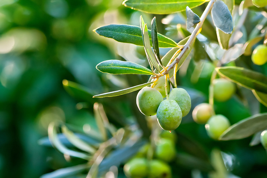 Uco estudio antracnosis  olivo oleo 5245