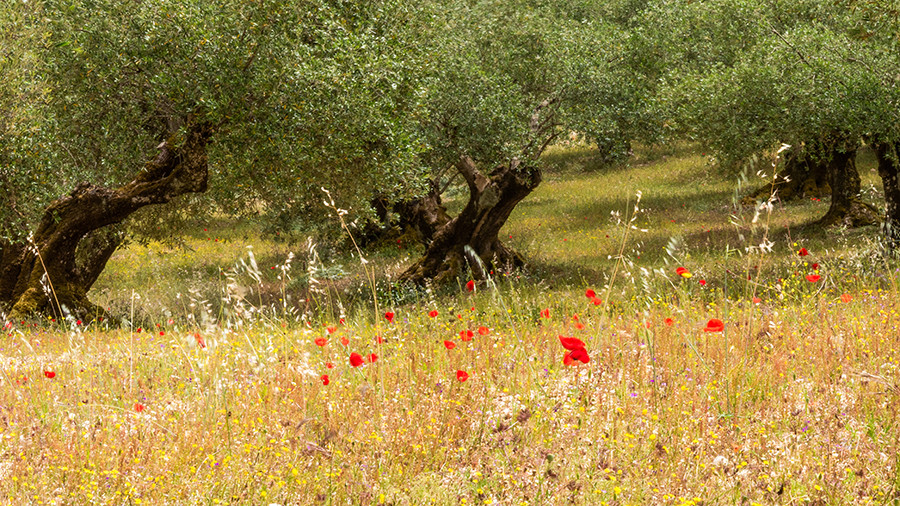 Grecia italia oleo 5236