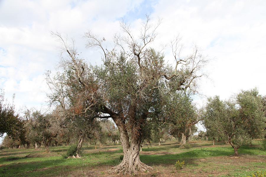 Xylella ias csic estudio oleo 5225
