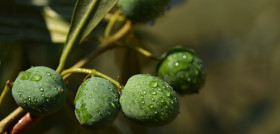 Extremadura aceituna mesa oleo 5217