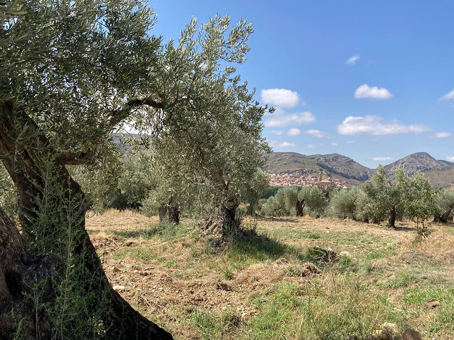 Apadrinaunolivo oliete teruel pg oleo 5213