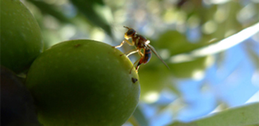 Mosca olivo oficina oli rural cat oleo 5200