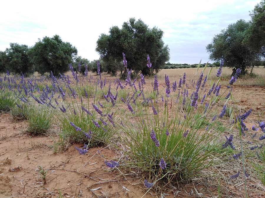 Go olivares miel lavanda oleo 5193