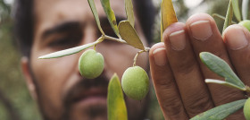 Renta agraria andalucia oleo 5166