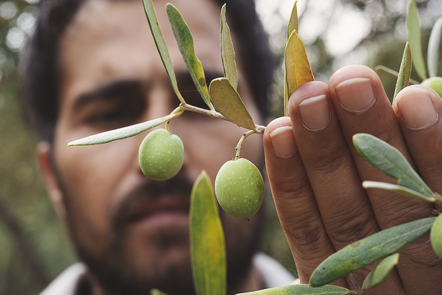 Renta agraria andalucia oleo 5166