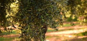 Agroseguro olivo andalucia oleo 5176