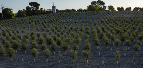 Enesa agroseguro olivar plan21 oleo 5162