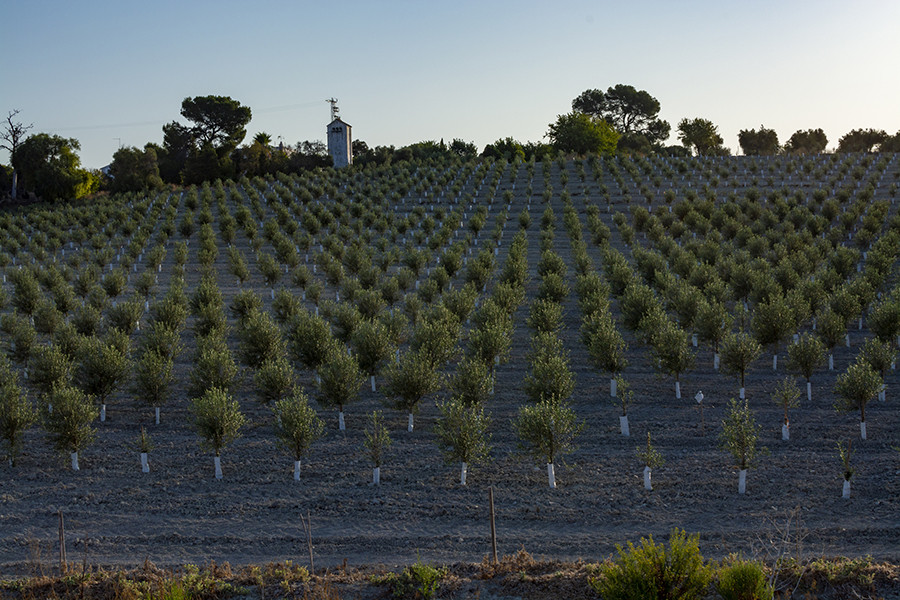 Enesa agroseguro olivar plan21 oleo 5162