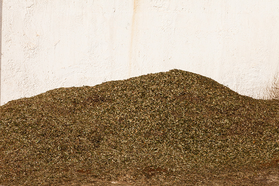 Diverfarming hojas olivo setacor oleo 5152
