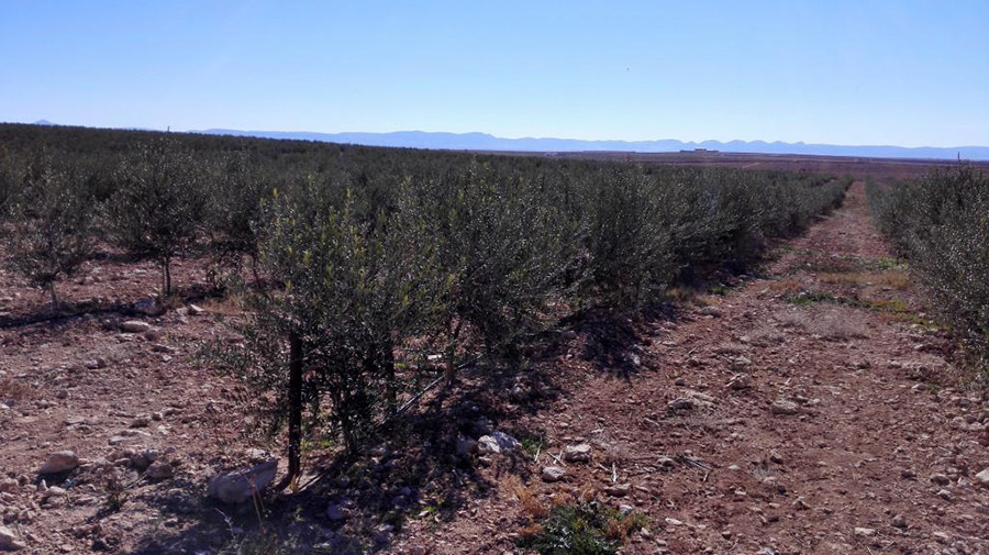 Sot djelfa argelia 184 oleo 5131
