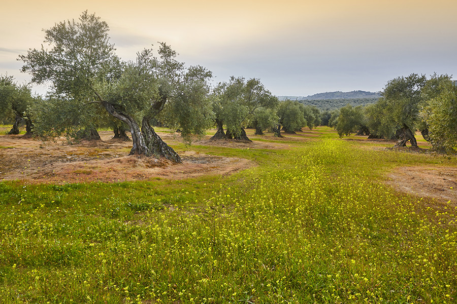 Suelos carbono olivar oleo 5115