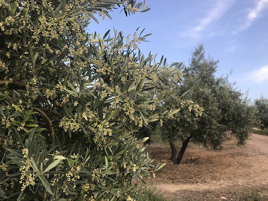 Olivo uja xylella oleo 5117