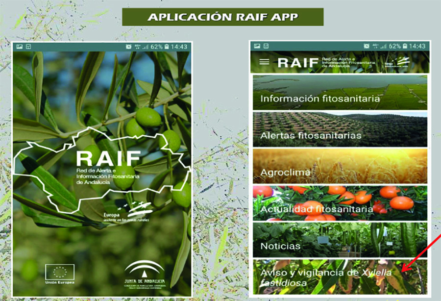 Xylella andalucia raif app oleo 5103