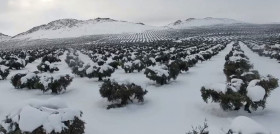 Olivos toledo nevados oleo 5099