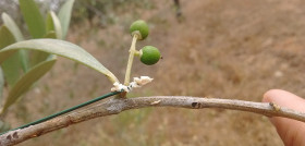 Hormigas olivar plagas oleo 5102