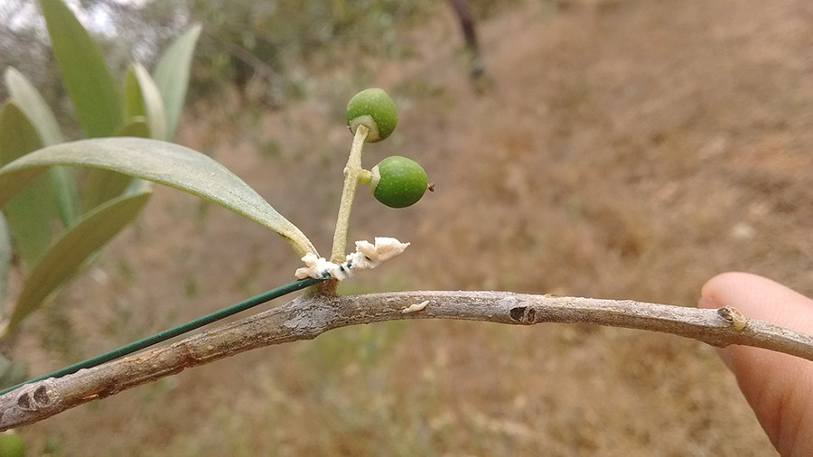 Hormigas olivar plagas oleo 5102