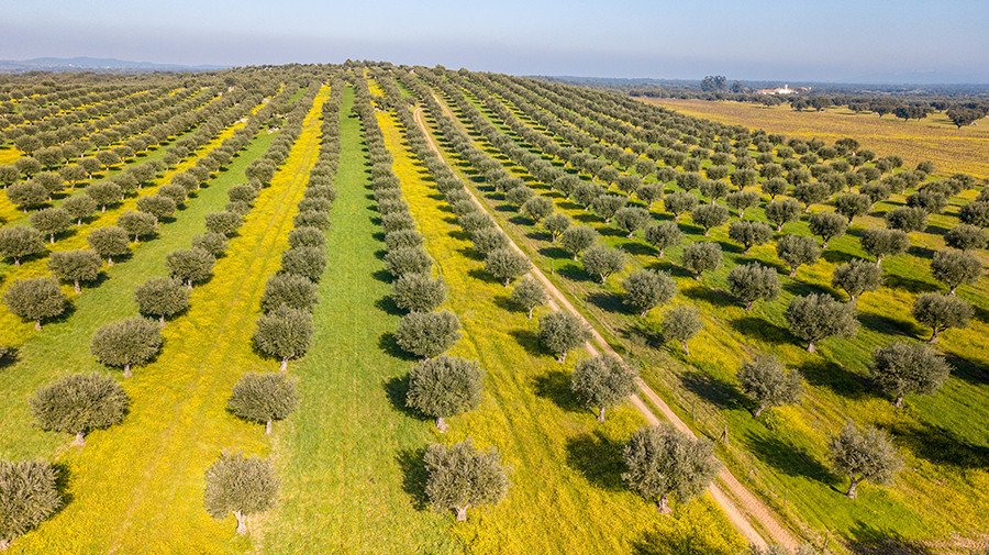 Produccion olivar portugal 2021 oleo 5102