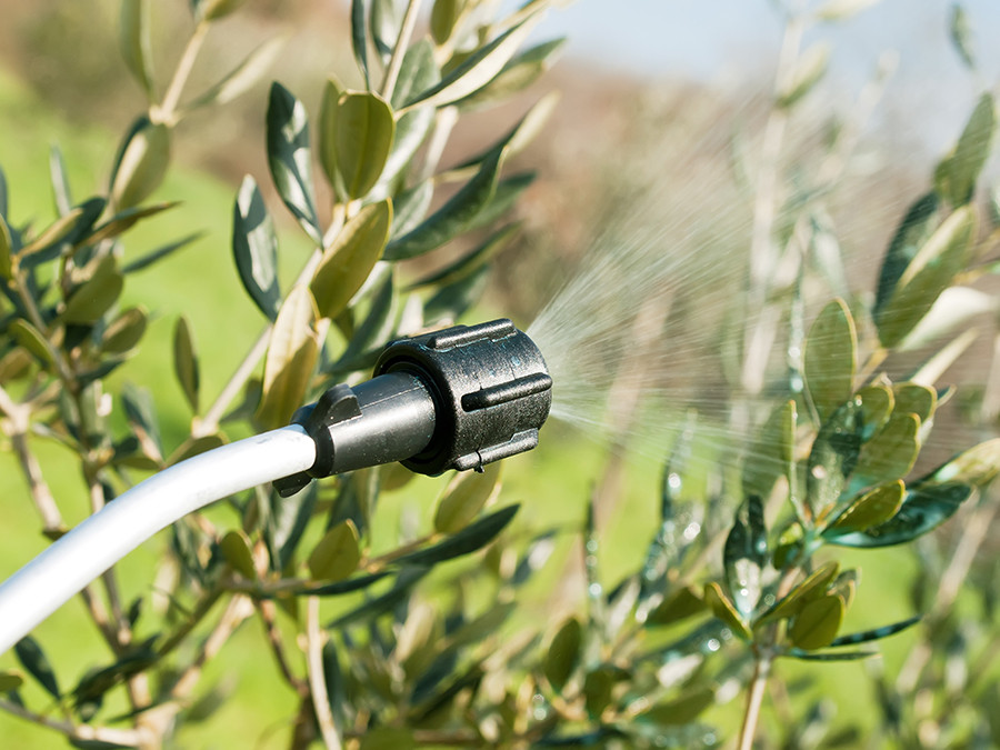 Insecticidas naturales corteva olivo oleo 5111