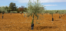 Acuerdo coi uco variedades olivo oleo 5101