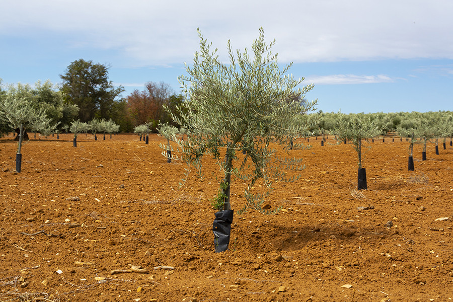 Acuerdo coi uco variedades olivo oleo 5101