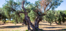 Xylella fastidiosa ayudas valencia oleo 5097