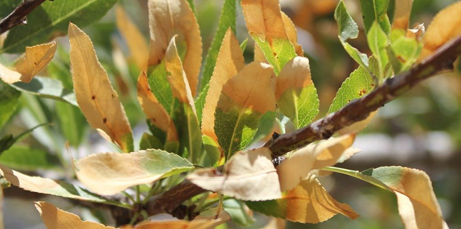 Xylella fastidiosa csic olivo oleo 5093