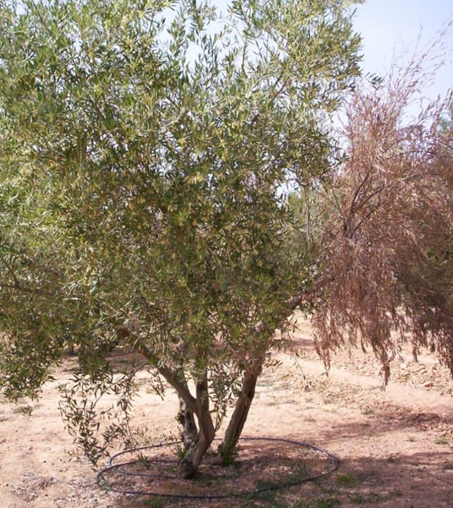 Olivo verticilosis ifapa estudio riego oleo 5059
